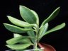 Hoya australis subsp rupicola